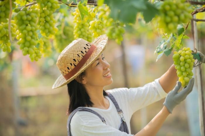 Des formations ont aujourd'hui pour objectif d'attirer les femmes vers le domaine de la viticulture