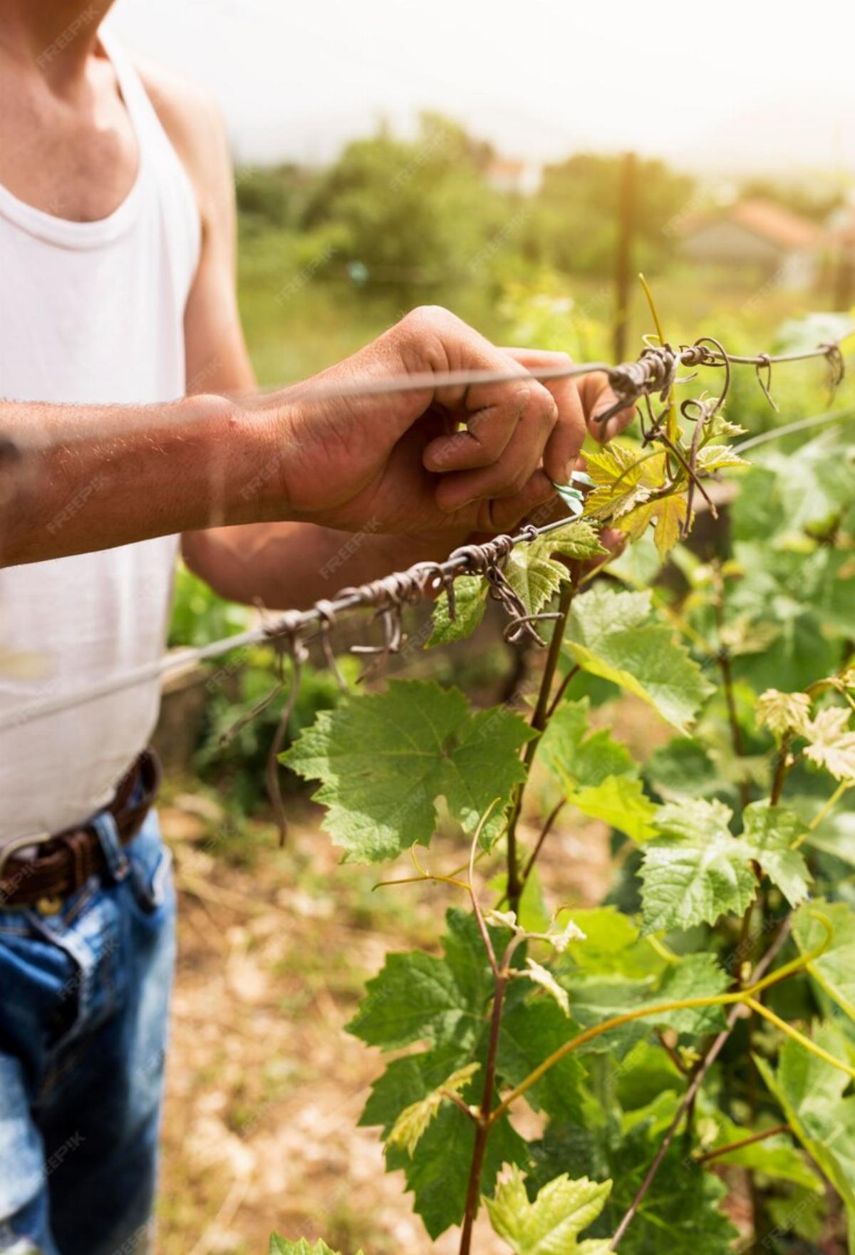 Les viticulteurs recherchent des solutions pour pallier aux effets du réchauffement climatique