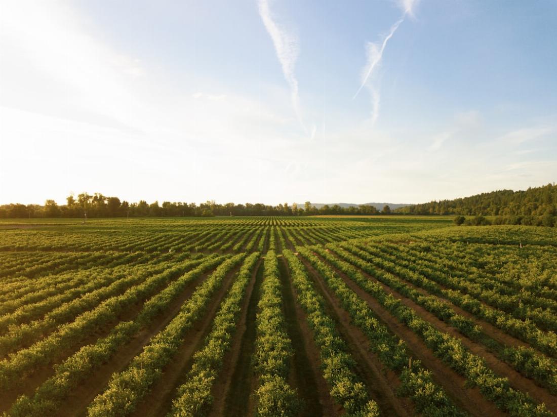 Le climat a un impact considérable sur le développement des viticultures